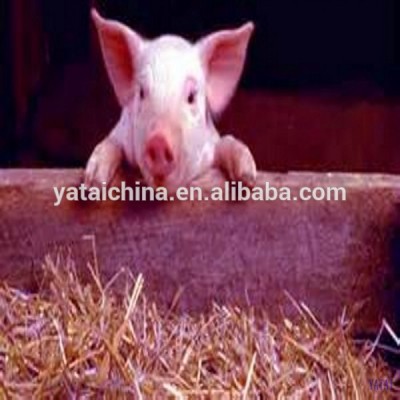 pig feed low price animal feed