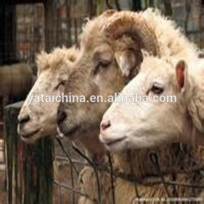 sheep feed 55% protein animal husbandry animal feed